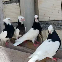 کفترطوقی وبهبهانی وسرور اتیغه
