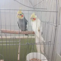 عروس هلندی مولد
