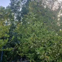 باغچه