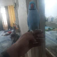 طوطی ملنگو زیبا و  رام دستی