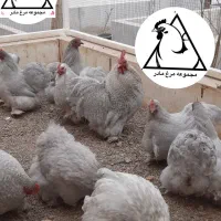 تخم مرغ نطفه دار،جوجه کوشین،جوجه استرالوپ،آمروک