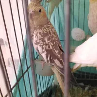 جفت عروس کارداده