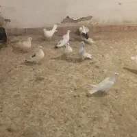 کفترفروشی فوری