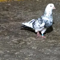 کبوتر