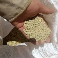 عدس دیم درجه یک