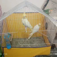 عروس هلندی
