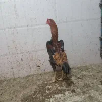 خروس اوشامو    بز مری.        اردک       جوجه محلی