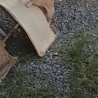 پاکوتاه نگهبان