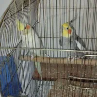عروس هلندی