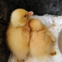 دو بچه اردک سه روز