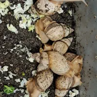 حلزون مولد آچاتینا (تولید خاویار)