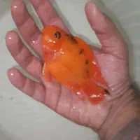 ماهی پرت اپاچی اصل