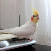 گم شده