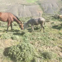 الاغ خر