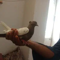 چندتاکبوترسرحال وپرشی قیمت مناسب
