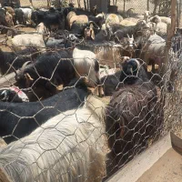 ۶۰ بز داشتی و کشتاری