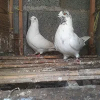 کبوتر پرشی کله جزی،تو دمی،قاره قوچی