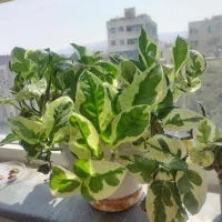 پتوس ابلغ وساده