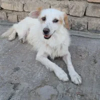 سگ پیدا شده