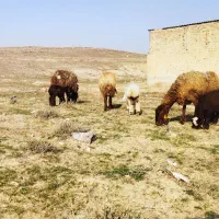 2راس میش بره دار و3راس  بی بره همه باهم 72میلیون