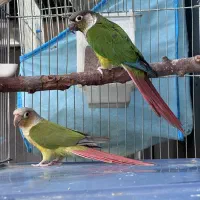 طوطی گرینچیک
