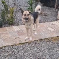 نیازمند سگ نگهبان