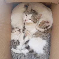 واگذار