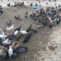 کودمرغ و حیوانی قاطی