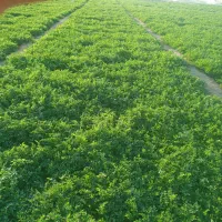 کارگر سبزی چین