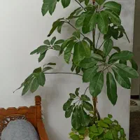 گل طبیعی شفلرا