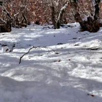 مشهد میرم گرگان کسی بود خبر بده