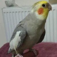عروس هلندی گمشده