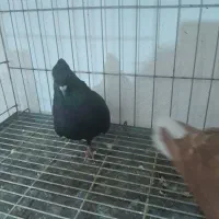 دمسفید سیاه و سرخ وسبز دمسفیدفروشی