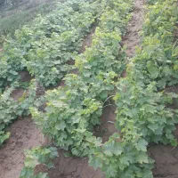 ریشه انگور کشمش درجه یک تضمینی