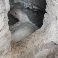 سه‌تا‌مرغ‌لاری‌دوتا‌کرچ‌یک‌دانه‌تخم‌‌گزار
