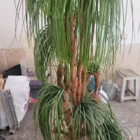 گلدان نخل