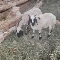 میشو بره نره ۲۳کیلو