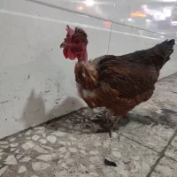 مرغ گردن لخت
