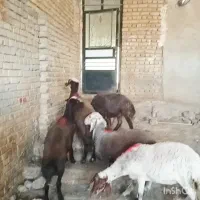کاور درجه یک