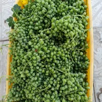 غوره آب دار