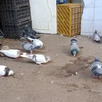 کبوتر