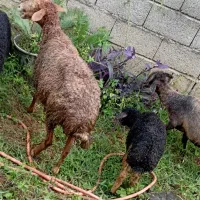 گوسفند همراه بابره ماده