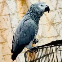 فروش کاسکو سخنگو