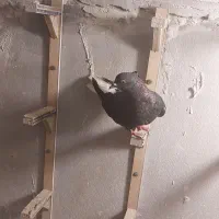 مشکی و زاغ دم سفید  کربلایی کله هفت رنگ و سبز