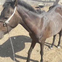 اسب
