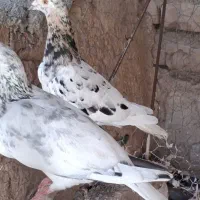 هفرنگ گرفتی