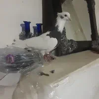 کبوتر