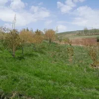نیاز به همکاری در یونجه چینی