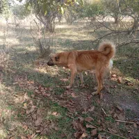 سگ سرابی دوعدد