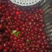 آلبالو روستا فریزی